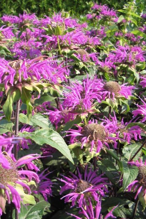 Monarda Prärienacht ( bergamotplant)in een P9 pot., Tuin en Terras, Planten | Tuinplanten, Vaste plant, Overige soorten, Volle zon