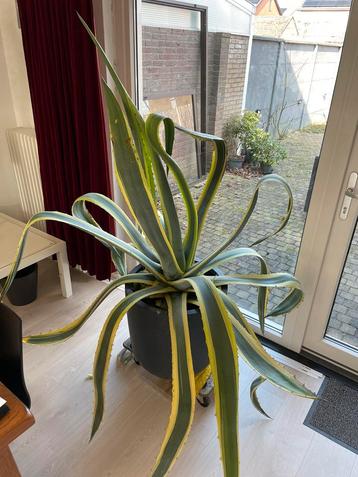 Agave in pot