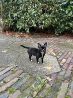 Pomchi pup teefje puppy pomeriaan x chihuahua meisje, Rabiës (hondsdolheid), 8 tot 15 weken, Teef, Eén hond