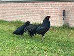 Te koop: zwarte Sumatra’s, Dieren en Toebehoren, Pluimvee, Meerdere dieren, Kip