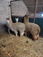 Alpaca, Dieren en Toebehoren, Overige Dieren, Maart, Mannelijk