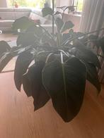 Kamerplant (phylodendron?) hydroculture incl pot, Huis en Inrichting, Kamerplanten, Overige soorten, Minder dan 100 cm, Halfschaduw