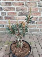 Zeldzame Dwergconfeer / Pinus Thunbergii Kotobuki, Vaste plant, Lente, Overige soorten, Ophalen