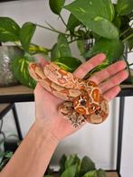1.0 Boa constrictor imperator salmon nakweek, Dieren en Toebehoren, Reptielen en Amfibieën, Slang, 0 tot 2 jaar