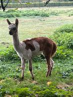 Alpaca, Dieren en Toebehoren, Oktober, Meerdere dieren