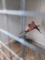 Te koop bourkes parkieten, Dieren en Toebehoren, Vogels | Parkieten en Papegaaien, Geslacht onbekend, Parkiet