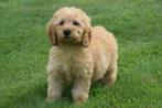 Labradoodle pups, België, 8 tot 15 weken, Meerdere, Meerdere dieren