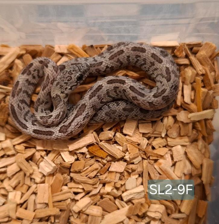 Shatter Rattenslangen NK25