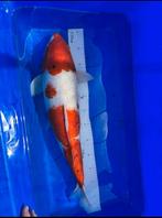 Kohaku, Dieren en Toebehoren, Vissen | Vijvervissen, Overige soorten