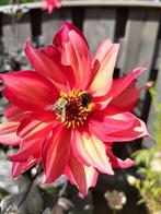 Bio Dahlia - nog 1 beschikbaar, Tuin en Terras, Volle zon, Vaste plant, Zomer, Ophalen