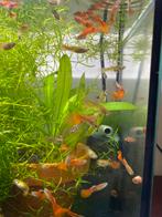 Sierguppen rood, Dieren en Toebehoren, Vissen | Aquariumvissen, Vis