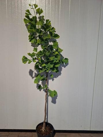 Ginkgo biloba / Japanse notenboom  beschikbaar voor biedingen