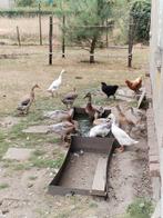 Loopeenden van deze zomer., Dieren en Toebehoren, Pluimvee, Meerdere dieren, Eend