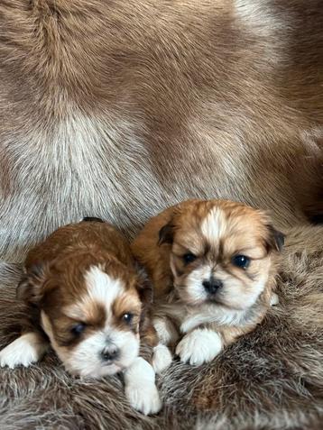 Malchi pups beschikbaar voor biedingen