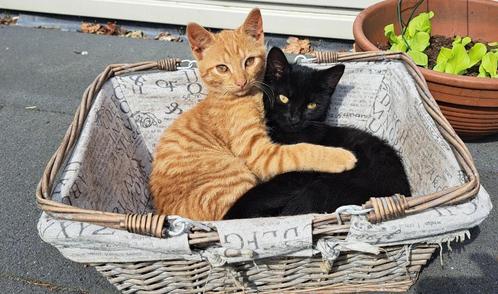 Kittens 15 weken oud, zwart en rood, Dieren en Toebehoren, Katten en Kittens | Raskatten | Korthaar, Meerdere dieren, 0 tot 2 jaar