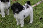 labradoodle pups beschikbaar, Dieren en Toebehoren, Honden | Retrievers, Spaniëls en Waterhonden, Overige rassen, CDV (hondenziekte)