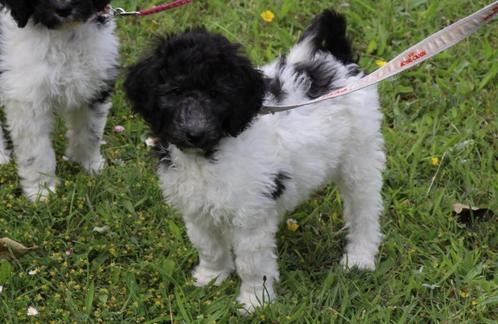 labradoodle pups beschikbaar, Dieren en Toebehoren, Honden | Retrievers, Spaniëls en Waterhonden, Meerdere dieren, Overige rassen
