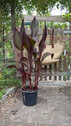 Canna, Overige soorten, 100 tot 250 cm, Zomer, Ophalen