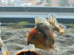 HQ Shorttail Oranda (Fancy Goldfish), Drie personen of meer, Ticket of Toegangskaart
