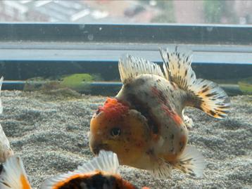 HQ Shorttail Oranda (Fancy Goldfish) beschikbaar voor biedingen