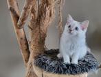 Chocolate en lilac Ragdoll kittens met stamboom, Dieren en Toebehoren, Katten en Kittens | Raskatten | Langhaar, Meerdere dieren