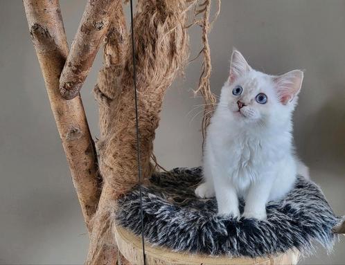 Chocolate en lilac Ragdoll kittens met stamboom, Dieren en Toebehoren, Katten en Kittens | Raskatten | Langhaar, Meerdere dieren