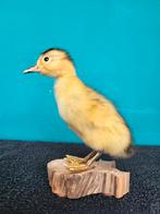 Een schattige opgezette kleine eendje!Nr2, Ophalen of Verzenden, Nieuw, Boerderijdier, Opgezet dier
