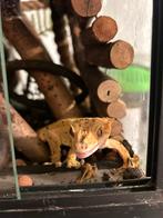 Wimpergekko man dalmation/dalmatiër crested gecko, Met terrarium, 0 tot 2 jaar, Hagedis