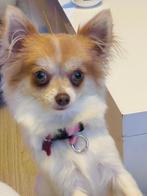 Chihuahuas (((heeft een chip))), Dieren en Toebehoren, Particulier, 8 tot 15 weken, Buitenland, Teef