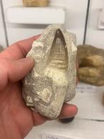 Mooie gewortelde mosasaurus tand, Ophalen of Verzenden, Fossiel