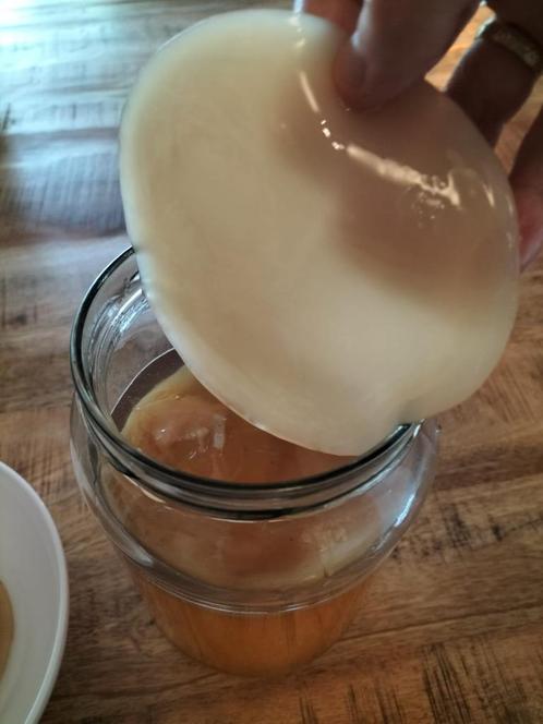 SCOBY voor het brouwen van kombucha, Diversen, Levensmiddelen, Ophalen of Verzenden