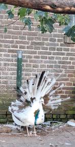 Koppel blauw bonte pauwen van 2024 te koop, Dieren en Toebehoren, Pluimvee, Meerdere dieren, Overige soorten