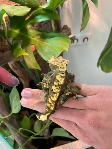 Vrouwtjes Wimpergekko met terrarium beschikbaar voor biedingen