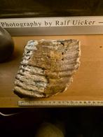 Wolharige Mammoet Kies - Fossiel, Verzamelen, Mineralen en Fossielen, Ophalen of Verzenden