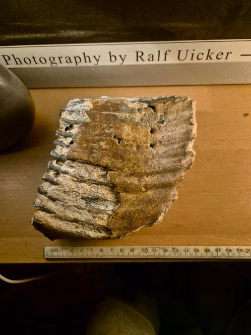 Wolharige Mammoet Kies - Fossiel, Verzamelen, Mineralen en Fossielen, Ophalen of Verzenden