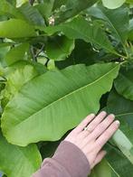 Magnolia's diversen, Tuin en Terras, Planten | Tuinplanten, Ophalen, Lente, Overige soorten, Volle zon