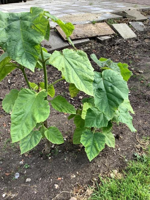 Pauwlonia Tomentosa, Tuin en Terras, Planten | Bomen, Overige soorten, 100 tot 250 cm, Volle zon, In pot, Ophalen
