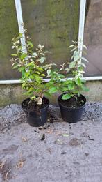 elaeagnus ebbingei compacta groenblijvend in de winter, Tuin en Terras, Planten | Struiken en Hagen, Ophalen of Verzenden, Overige soorten
