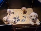 Golden retriever pups, Dieren en Toebehoren, Honden | Retrievers, Spaniëls en Waterhonden, CDV (hondenziekte), Golden retriever