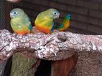 Diverse roodbuik turquoisines, Dieren en Toebehoren, Vogels | Parkieten en Papegaaien, Meerdere dieren, Parkiet