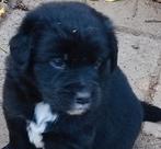 Golden Retriever/Border Collie pups, CDV (hondenziekte), 8 tot 15 weken, Meerdere, Meerdere dieren