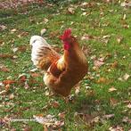 Barnevelder haan, Dieren en Toebehoren, Pluimvee, Mannelijk, Kip