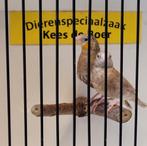Koppel bruine bandvinken, Meerdere dieren, Tropenvogel
