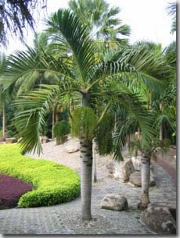 5 x Hyophorbe Verschaffeltii palm boom zaden beschikbaar voor biedingen