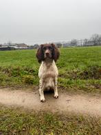 Engelse springer spaniël. Lieve (jacht) hond, Dieren en Toebehoren, Honden | Retrievers, Spaniëls en Waterhonden, Reu, CDV (hondenziekte)