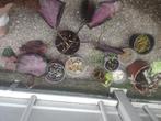 Gratis plantjes, lees omschrijving, Ophalen, Overige soorten, Minder dan 100 cm