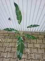 Musa Florida, Ophalen, Halfschaduw, 100 tot 150 cm
