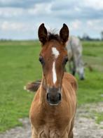 KWPN Hengstveulen Ojee-B X Jazz de Coquerie, Dieren en Toebehoren, Springpaard, Niet van toepassing, 0 tot 2 jaar, Hengst