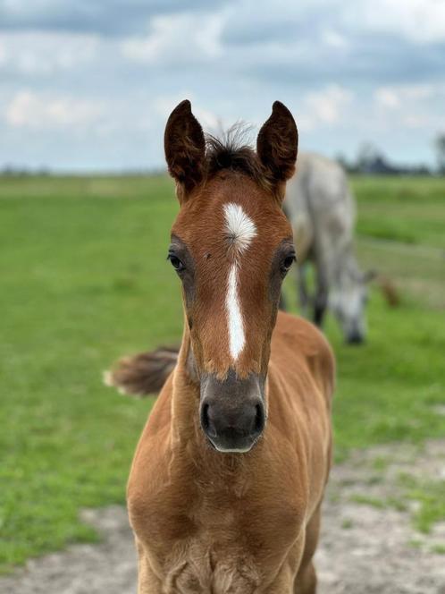 KWPN Hengstveulen Ojee-B X Jazz de Coquerie, Dieren en Toebehoren, Paarden, Hengst, Niet van toepassing, 165 tot 170 cm, 0 tot 2 jaar