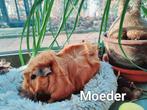 Cavia's Kerstkindjes, Dieren en Toebehoren, Cavia, December, Meerdere dieren, Tam